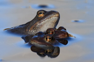 Grasfrosch