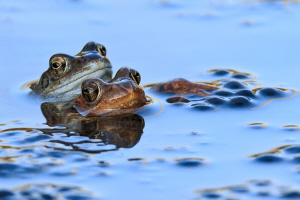 Grasfrosch