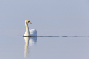 Höckerschwan