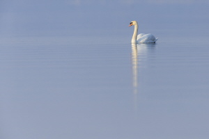 Höckerschwan