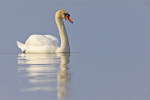 Höckerschwan