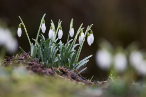 Schneeglöckchen