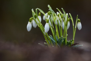 Schneeglöckchen