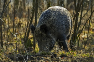 Wildschwein