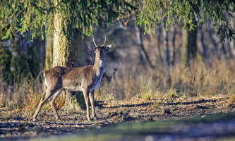 Damhirsch