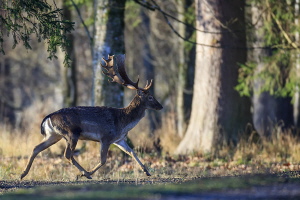 Damhirsch