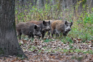 Wildschwein