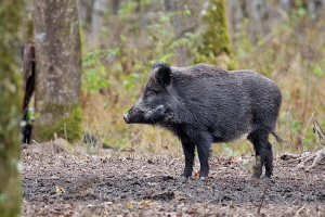 Wildschwein