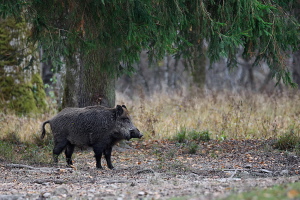 Wildschwein