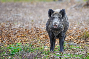 Wildschwein