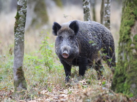 Wildschwein