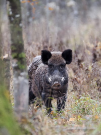 Wildschwein