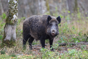 Wildschwein