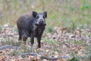 Wildschwein