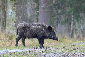 Wildschwein