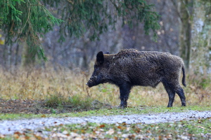 Wildschwein