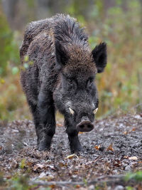 Wildschwein