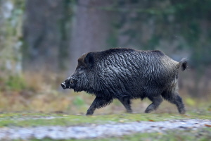 Wildschwein