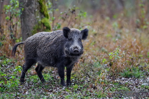 Wildschwein