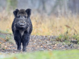 Wildschwein