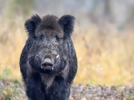 Wildschwein