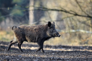 Wildschwein