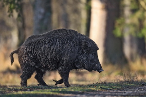 Wildschwein