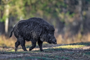 Wildschwein