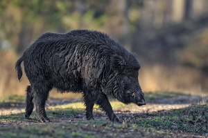 Wildschwein