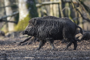 Wildschwein