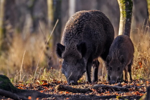 Wildschwein