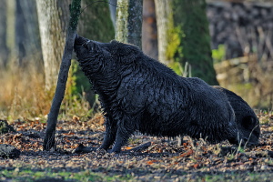 Wildschwein