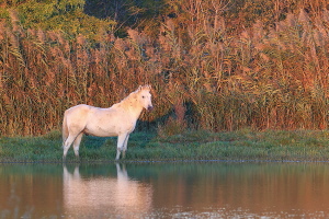 Camargue Pferd