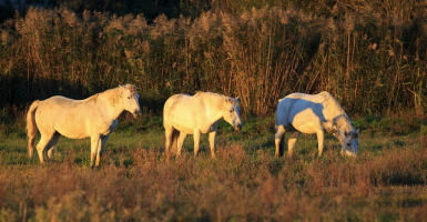 Camargue Pferd