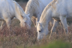 Camargue Pferd