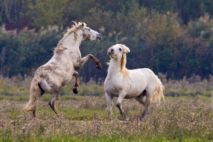 Camargue Pferd