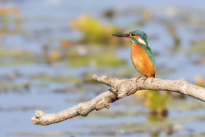 Eisvogel