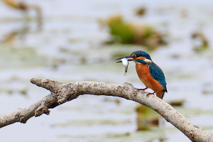 Eisvogel