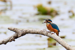 Eisvogel