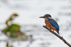 Eisvogel