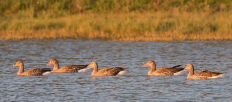 Graugans