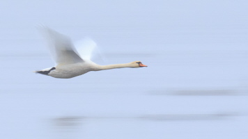 Höckerschwan