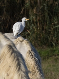 Kuhreiher