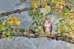 Mäusebussard