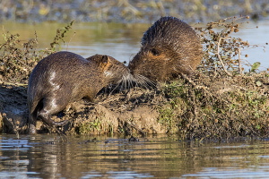 Nutria