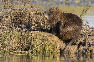 Nutria