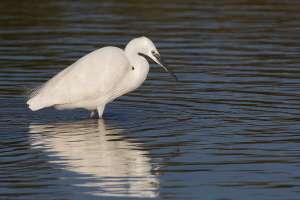 Seidenreiher