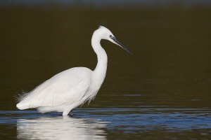 Seidenreiher