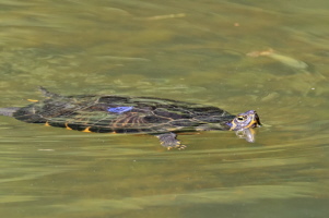 Gelbwangen Schmuckschildkröte