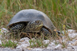 Sumpfschildkröte